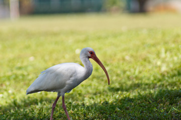 grey heron ardea cinerea