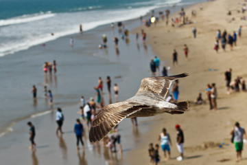 Seagull flying over people at the beach