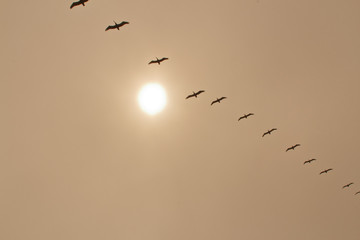 Birds flying in formation