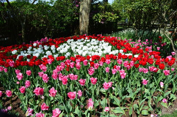 Skagit Valley Mount Vernon Tulip Display Garden