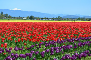 Skagit Valley Tulip Festival