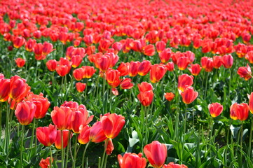 Obraz premium Red Tulips in Skagit Valley Bulb Farm