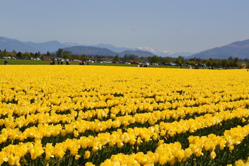 Fototapeta premium Skagit Valley Yellow Tulips