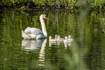 swan family at claer lake in summer season