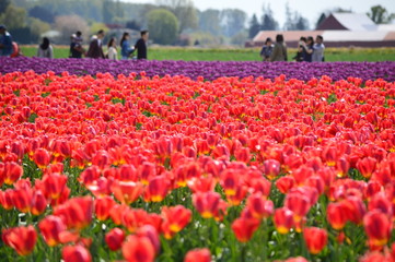 Skagit Valley Tulip Festival bursts with spring colors and crowds
