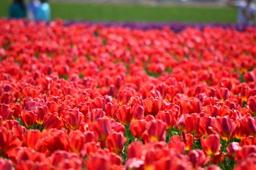 Tulip Festival in Mount Vernon