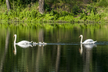 Naklejka na ściany i meble swan family at claer lake in summer season