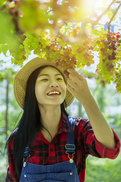 Asia woman farmer checking quality of grape before harvest at farmland.