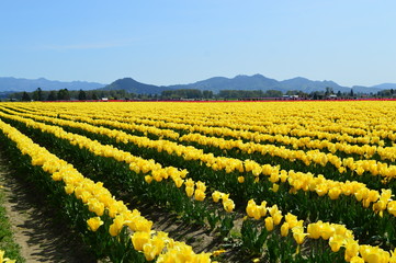 Yellow Tulips in Skagit Valley