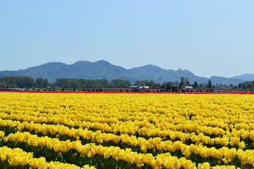 Yellow Tulips in Skagit Valley Tulip Festival