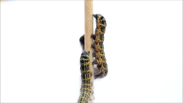 caterpillar moth, Phalera bucephala, Raupe Mondvogel
