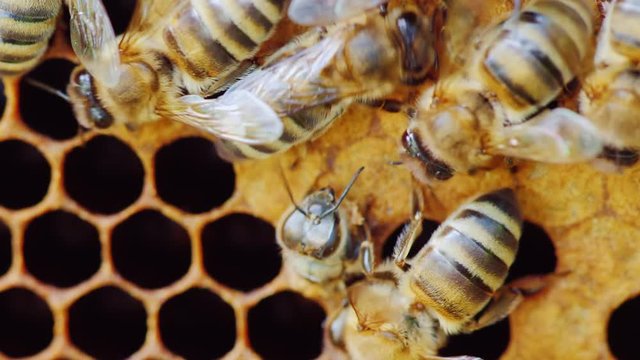 A newborn bee appears from the honeycomb cell. The birth of a new life