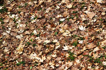 Fallen leaf texture
