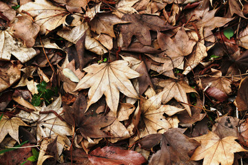 Fallen leaf texture