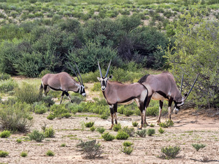 Naklejka na ściany i meble Herd Gemsbok, Oryx gazella gazela, Kalahari South Africa