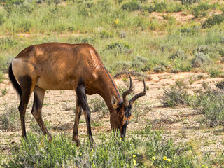 Red Hartebeest, Alcelaphus buselaphus caama, Kalahari South Africa