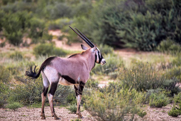 Gemsbok, Oryx gazella gazela, Kalahari South Africa