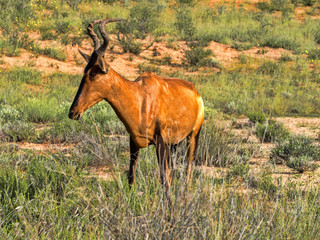 Red Hartebeest, Alcelaphus buselaphus caama, Kalahari South Africa