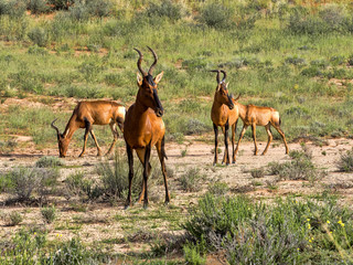 Red Hartebeest, Alcelaphus buselaphus caama, Kalahari South Africa