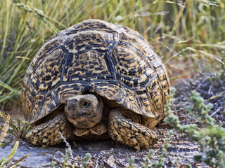 Leopard tortoise, Stigmochelys pardalis, Kalahari South Africa