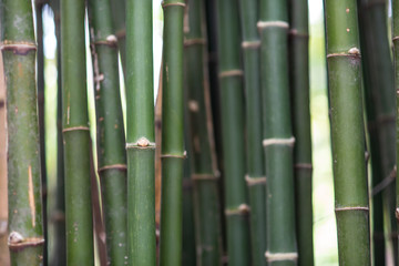 Rough surface texture of bamboo.