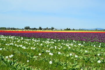 Skagit Valley Tulip Festival Mount Vernon