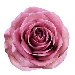 Pink flower rose  on a white isolated background with clipping path.  no shadows. Closeup.  For design. Nature.