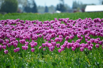 Obraz premium Purple Tulip Bloom