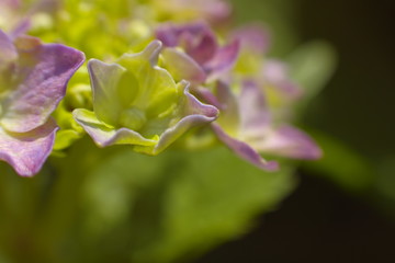紫陽花　アジサイ