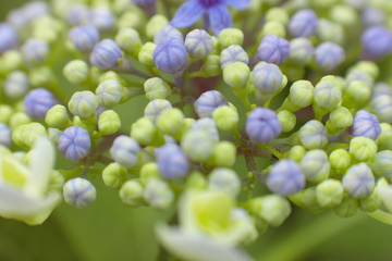 蕾　紫陽花　アジサイ