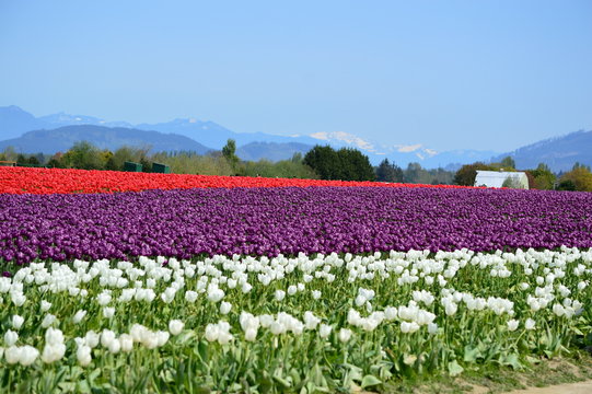 Purple Tulip Bloom in Skagit Valley