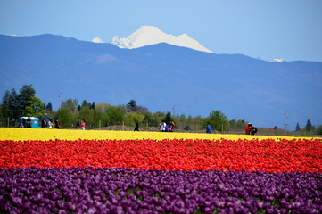 Fototapeta premium Mount Vernon Skagit Valley Tulip Festival