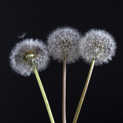 Three dandelions. Dandelion fluff. Dandelion tranquil abstract close up black background