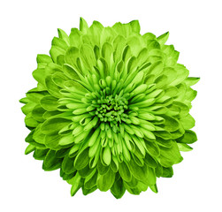Chrysanthemum  green. Flower on  isolated  white background with clipping path without shadows. Close-up. For design. Nature.