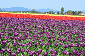 Mount Vernon Skagit Valley Tulip Field