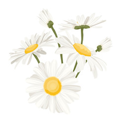 Isolated daisy chamomile close up view collection set. Loves me loves me not flower. Detailer realistic herbs wild flower medicine on white background. Vector design illustration reusable element.