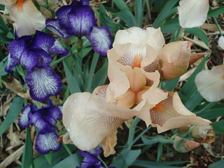 Fototapeta na wymiar Creamy iris, garden flower close-up.