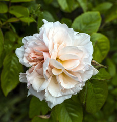 Beautiful cream pink rose