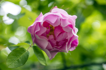 Fototapeta premium Close-up of beautiful pink rose