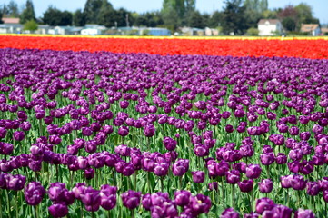 Colorful Tulips in Skagit Valley Tulip Farm