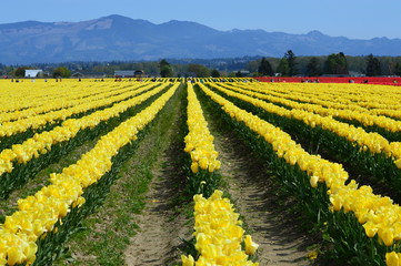 Skagit Valley Colorful Tulips