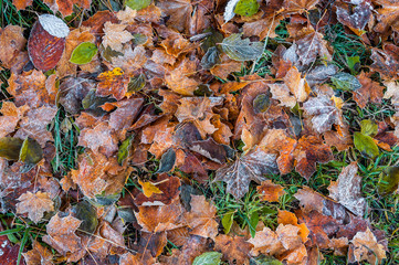 Frosted leaves in grass