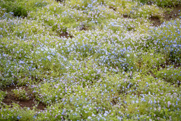 Obraz premium Carpet of Nemophila, or baby blue eyes flower