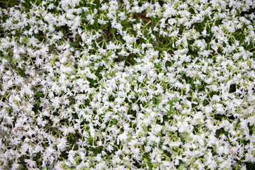 Close-up on many white and purple small field of flowers. background