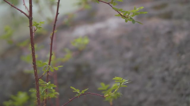 Footage of a thorny river weed next to the Deschutes river in Bend, OR.  Shot on a Blackmagic Ursa Mini Pro 4.6k with a Sigma 50-100mm f/1.8.