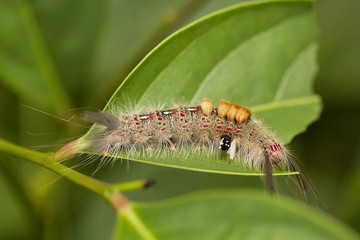 Moth Caterpillar, Jampue hills, Tripura , India