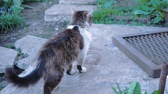 The cat walking on the ruined stoun path in the garden. Close up garden landscape with green grass and cat. Cat near the garden lattice. Blurred background.