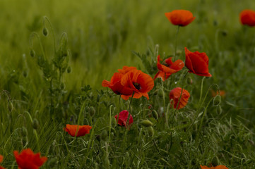 Obraz premium Mohn