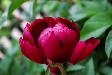 Red peony in a summer garden.Paeoniaceae family.