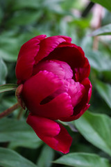 Red peony in a summer garden.Paeoniaceae family.